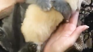 Hey_one_in_a_million_love_pets_cats_puppy_dog-