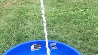 AMAZING FUNNY ANIMAL VIDEOS!