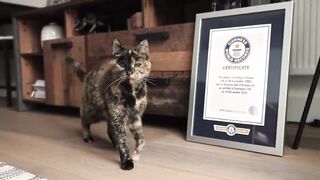 Cute older cat