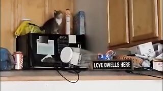 Kitten Memes That Make You Want A Cat Immediately!