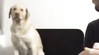 Dog funk