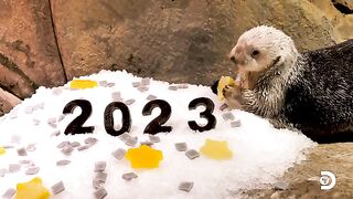How are the animals at Georgia  #2023?