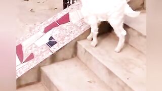 Funny  video