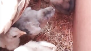 Baby chicks are enjoying with mother