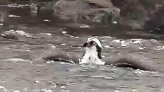 Osprey takes off with a massive fish