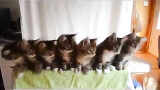 cat orchestra