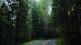 Redwoods 8k 60p HDR in 2022