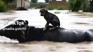 Kindness 4