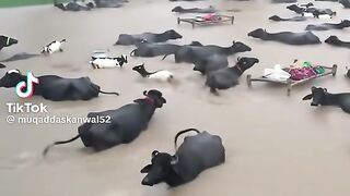 پانچ کروڑ ادمیوں نے یہ ویڈیو دیکھی ہے