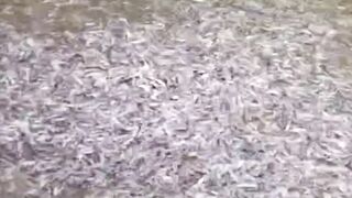 Air kolam BEKAS apakah bisa digunakan lagi untuk budidaya