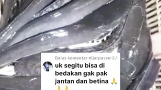 Cara membedakan induk lele JANTAN  BETINA