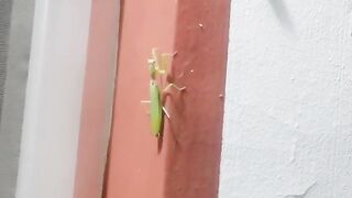 gecko vs praying mantis