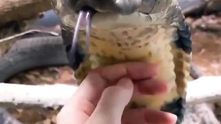King Cobra Crown of Snakes