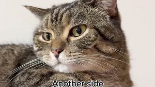 Cats are purrfect