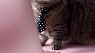 The cats trivial resolution