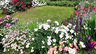 Flowers in garden