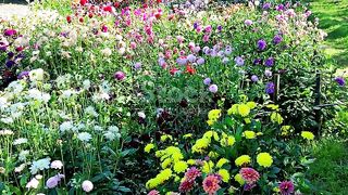 Flowers in dalhia