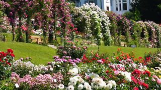 Multi coloured bloming roses