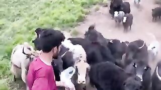 Yak .
