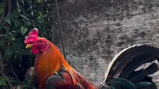 DAFTAR BOSPLAY AGEN SABUNG AYAM ONLINE TERBESAR RESMI AMAN DAN TERPERCAYA 8