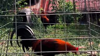 DAFTAR BOSPLAY AGEN SABUNG AYAM ONLINE TERBESAR RESMI AMAN DAN TERPERCAYA 9