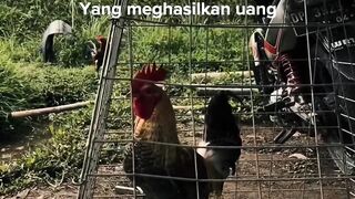 DAFTAR BOSPLAY AGEN SABUNG AYAM ONLINE TERBESAR RESMI AMAN DAN TERPERCAYA 10