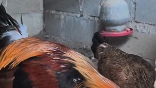 DAFTAR BOSPLAY AGEN SABUNG AYAM ONLINE TERBESAR RESMI AMAN DAN TERPERCAYA 12
