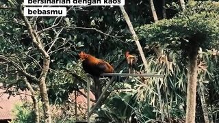 DAFTAR BOSPLAY AGEN SABUNG AYAM ONLINE TERBESAR RESMI AMAN DAN TERPERCAYA 13