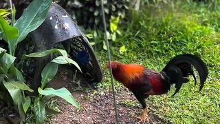 DAFTAR BOSPLAY AGEN SABUNG AYAM ONLINE TERBESAR RESMI AMAN DAN TERPERCAYA 14
