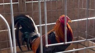 DAFTAR BOSPLAY AGEN SABUNG AYAM ONLINE TERBESAR RESMI AMAN DAN TERPERCAYA 15