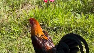 DAFTAR BOSPLAY AGEN SABUNG AYAM ONLINE TERBESAR RESMI AMAN DAN TERPERCAYA 16