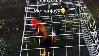DAFTAR BOSPLAY AGEN SABUNG AYAM ONLINE TERBESAR RESMI AMAN DAN TERPERCAYA 19
