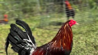 DAFTAR BOSPLAY AGEN SABUNG AYAM ONLINE TERBESAR RESMI AMAN DAN TERPERCAYA 20