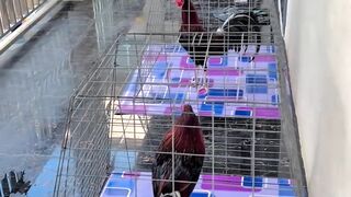 DAFTAR BOSPLAY AGEN SABUNG AYAM ONLINE TERBESAR RESMI AMAN DAN TERPERCAYA 21