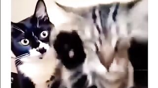 Drama kucing lucu