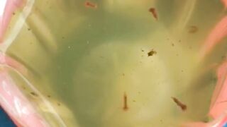 Jentik nyamuk bercampur dengan Larva lele BIKIN PUSING begini cara antisipasinya