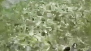 Berapa kali ngasih makan lele dalam sehari dan berapa banyak