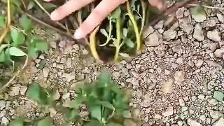 هل سمعت من قبل عن نبتة الرجلة