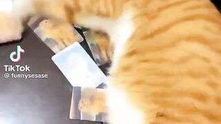 Cattttt