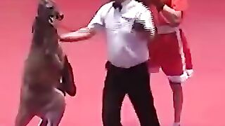 Boxing world 8