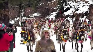 Monkey  funy video