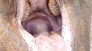 MEMBERI MAKAN GAJAH DENGAN APEL