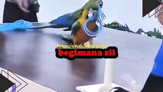 Burung Kakak Tua Curang di Lomba!