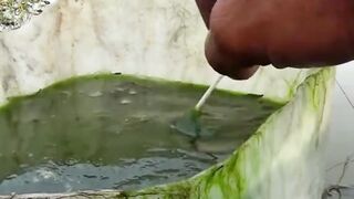 pakai lumut juga tetep strike !! strike fishing mancing mancingseru viral