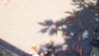 Fish Harvest