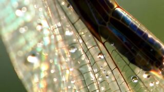Macro of Dragonfly Wings
