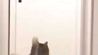 Cat Fighting 4