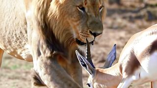 Lion King 10