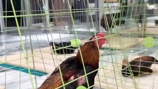 DAFTAR BOSPLAY AGEN SABUNG AYAM ONLINE TERBESAR RESMI AMAN DAN TERPERCAYA 23