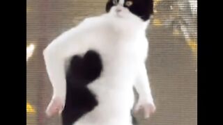Funny  cat  dance